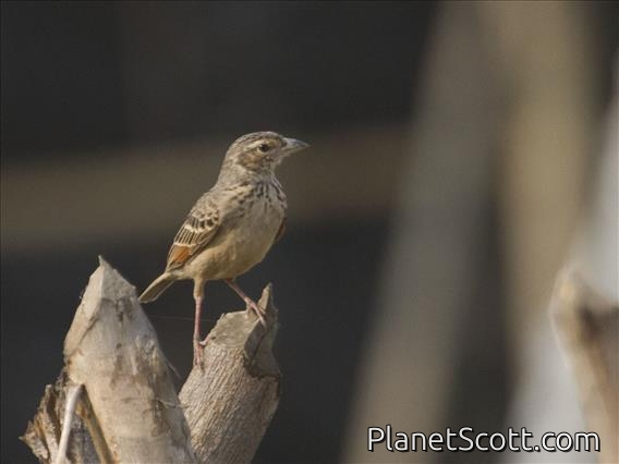 Rufous-winged Lark (Mirafra assamica)