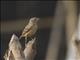 Rufous-winged Lark (Mirafra assamica)