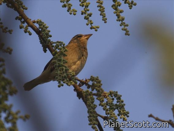 Baya Weaver (Ploceus philippinus)