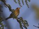 Baya Weaver (Ploceus philippinus)