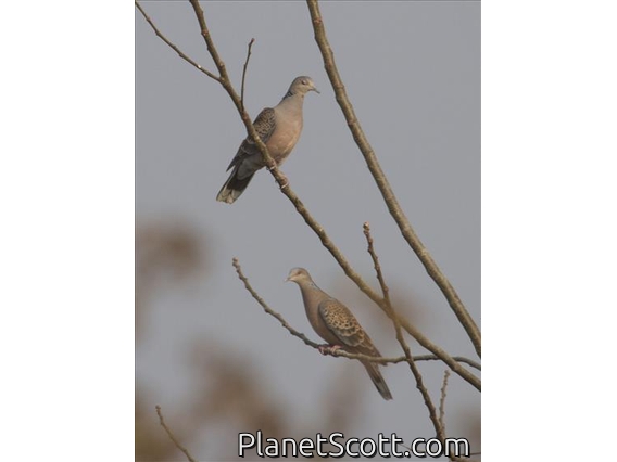 Oriental Turtle-Dove (Streptopelia orientalis)