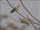 Oriental Turtle-Dove (Streptopelia orientalis)