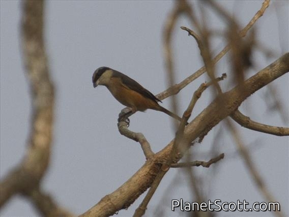 Gray-backed Shrike (Lanius tephronotus)