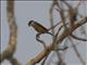 Gray-backed Shrike (Lanius tephronotus)