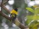 Black-hooded Oriole (Oriolus xanthornus)
