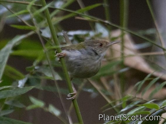 Common Tailorbird (Orthotomus sutorius)