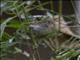 Common Tailorbird (Orthotomus sutorius)