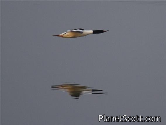 Common Merganser (Mergus merganser) - Flying