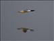 Common Merganser (Mergus merganser) - Flying