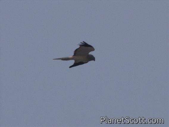 Hen Harrier (Circus cyaneus)