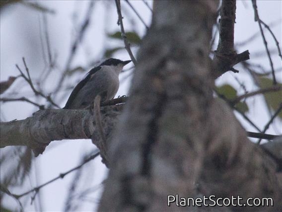 Little Pied Flycatcher (Ficedula westermanni)