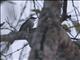 Little Pied Flycatcher (Ficedula westermanni)