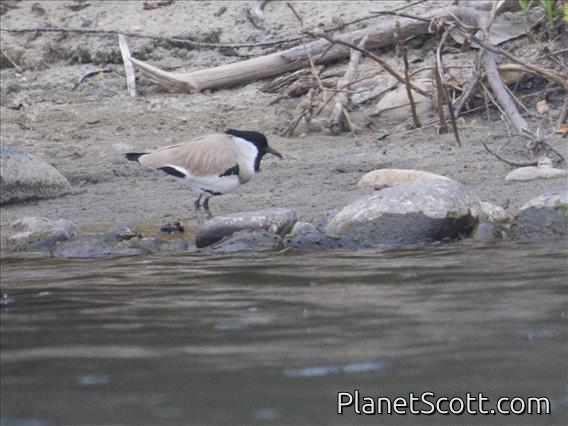 River Lapwing (Vanellus duvaucelii)