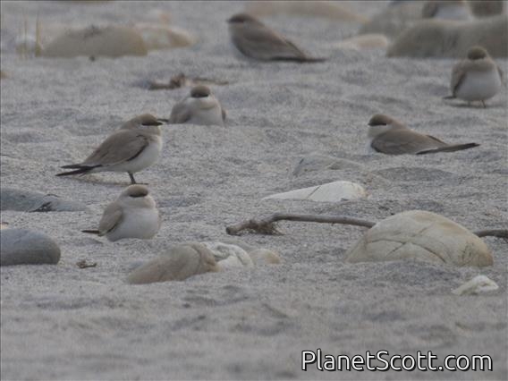 Small Pratincole (Glareola lactea)