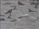Small Pratincole (Glareola lactea)