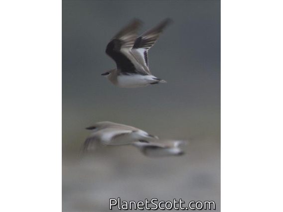 Small Pratincole (Glareola lactea) - Flying