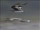 Small Pratincole (Glareola lactea) - Flying
