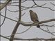 Crested Serpent-Eagle (Spilornis cheela)