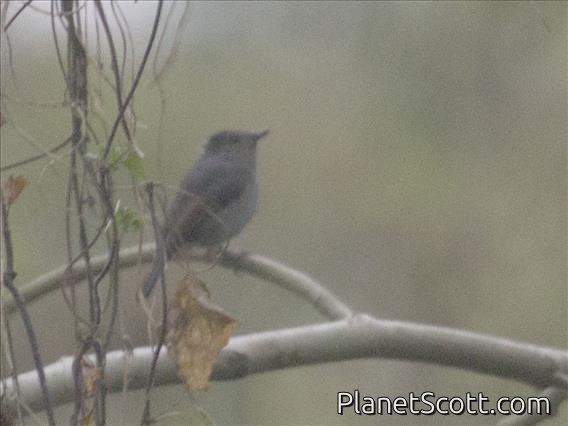 Small Niltava (Niltava macgrigoriae)