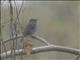 Small Niltava (Niltava macgrigoriae)