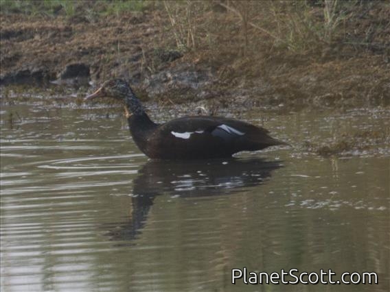 White-winged Duck (Asarcornis scutulata) - Female