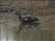 White-winged Duck (Asarcornis scutulata) - Female