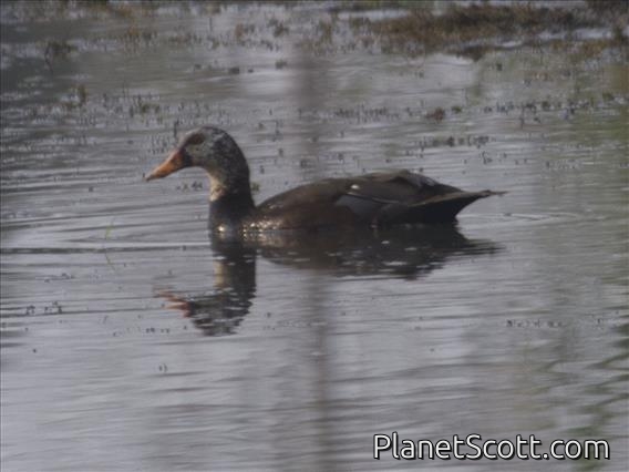 White-winged Duck (Asarcornis scutulata) - Male