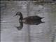 White-winged Duck (Asarcornis scutulata) - Male
