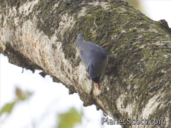Velvet-fronted Nuthatch (Sitta frontalis)
