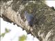 Velvet-fronted Nuthatch (Sitta frontalis)