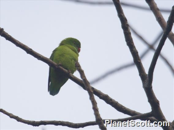 Vernal Hanging-Parrot (Loriculus vernalis)