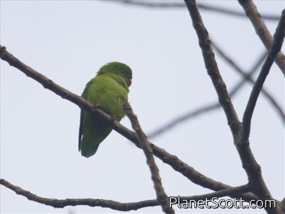 Vernal Hanging-Parrot (Loriculus vernalis)