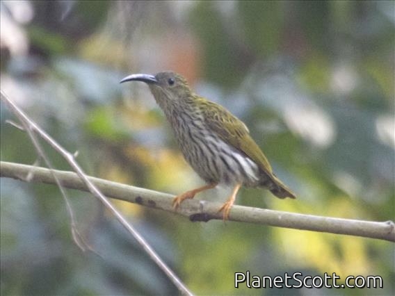 Streaked Spiderhunter (Arachnothera magna)