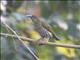 Streaked Spiderhunter (Arachnothera magna)