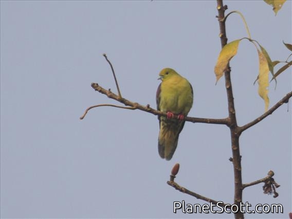 Wedge-tailed Green-Pigeon (Treron sphenura)