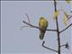 Wedge-tailed Green-Pigeon (Treron sphenura)