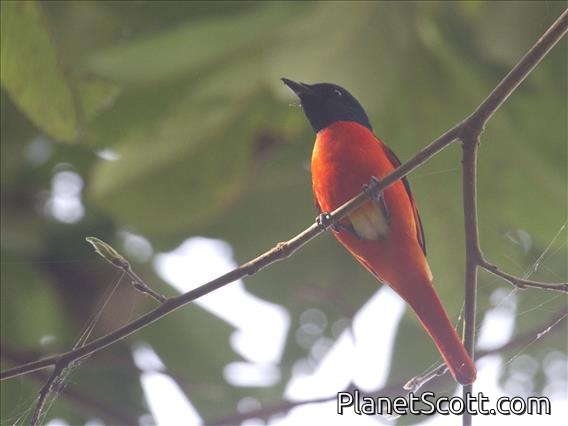 Scarlet Minivet (Pericrocotus flammeus) - Male