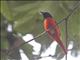 Scarlet Minivet (Pericrocotus flammeus) - Male