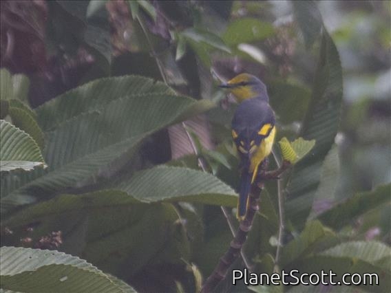 Scarlet Minivet (Pericrocotus flammeus) - Female