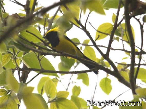 Sultan Tit (Melanochlora sultanea)