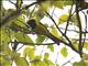 Sultan Tit (Melanochlora sultanea)