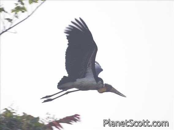 Lesser Adjutant (Leptoptilos javanicus)