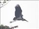 Lesser Adjutant (Leptoptilos javanicus)