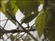 Common Iora (Aegithina tiphia)