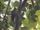 Fulvous-breasted Woodpecker (Dendrocopos macei)