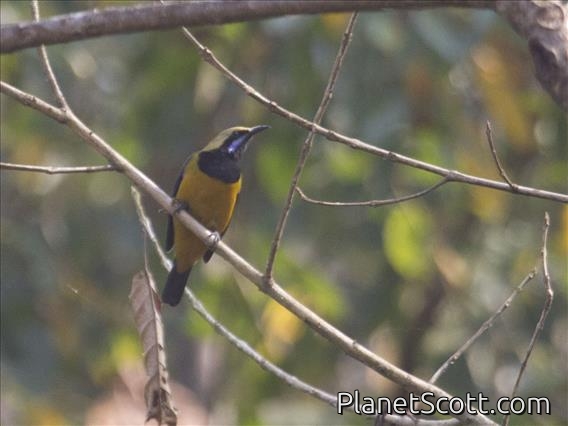 Orange-bellied Leafbird (Chloropsis hardwickii) - Male