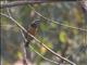 Orange-bellied Leafbird (Chloropsis hardwickii) - Male