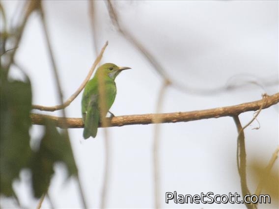 Orange-bellied Leafbird (Chloropsis hardwickii) - Female