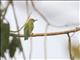 Orange-bellied Leafbird (Chloropsis hardwickii) - Female