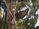 White-throated Bulbul (Alophoixus flaveolus)